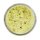 Berkley Trout Bait Forellenteig Natural Scent Glitter Garlic Yellow