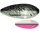 Cormoran Innerline Trout Spoon Toro ULi 1 - 4.0 Holo Silver Forellenblinker